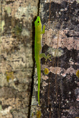 Gecko de Madagascar, Phelsuma madagascariensis, Madagascar