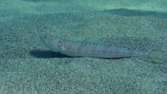 Atlantic Lizardfish or Bluestriped Lizard (Synodus saurus) lies on the sandy bottom, then opens its mouth threateningly and buries itself. Shallow water, sunbeams. Mediterranean.