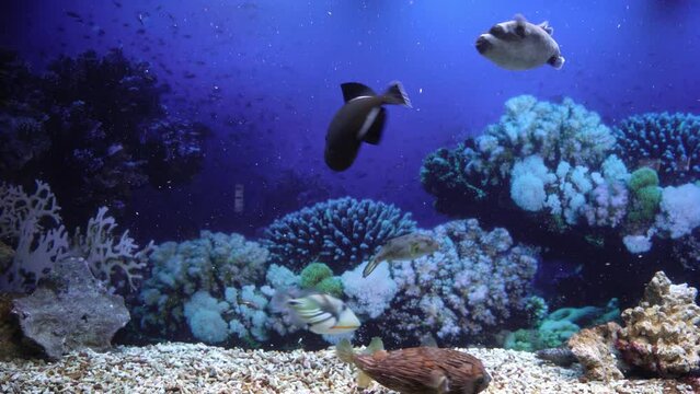 Colorful tropical coral reef aquarium fish crab underwater scene. Blue and yellow fish in transparent aquarium with neon light. Exotic marine animals. Wild ocean sea life concept. Red sea animals