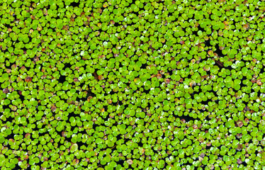 Lemna minor - the common duckweed or lesser duckweed, is an aquatic freshwater plant