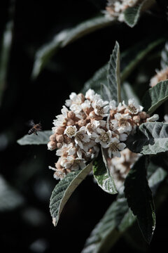 Beehive buzzes with life as bees swarm around nespera blossoms, a vibrant scene of nature's harmony.