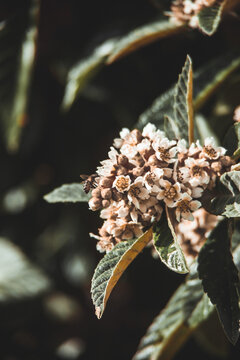 Beehive buzzes with life as bees swarm around nespera blossoms, a vibrant scene of nature's harmony.