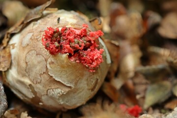 Hexenei des Tintenfischpilzes (Clathrus archeri)