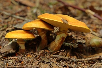 Gold-Röhrling (Suillus grevillei)