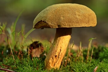 Ziegenlippe (Xerocomus subtomentosus)