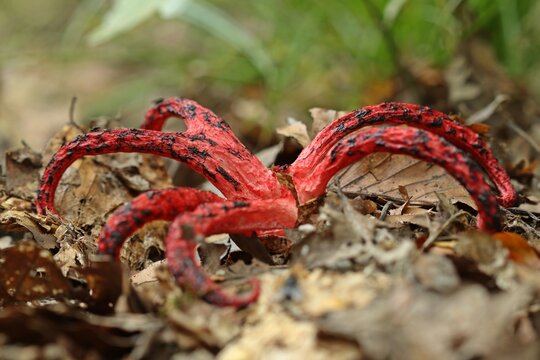 Tintenfischpilz (Clathrus archeri) im Wald.