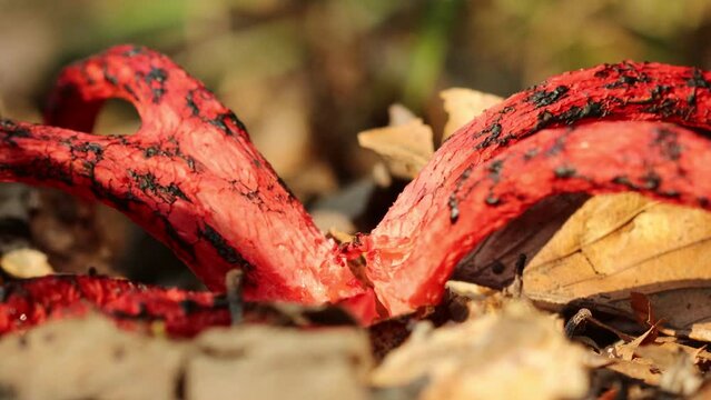 Fliegen auf Tintenfischpilz (Clathrus archeri)