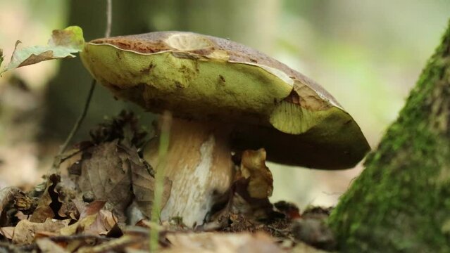 Steinpilz (Boletus) mit Fliegen