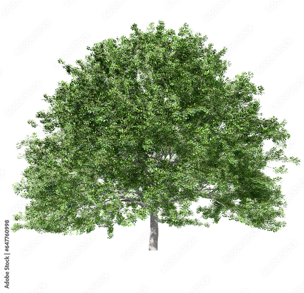 Aufkleber png tree real transparent background, real leaf texture and no white border for drag and drop, 3d il
