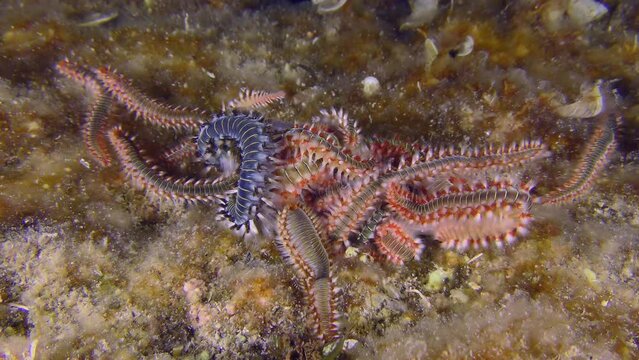 Undersea scene: After eating dead fish Bearded fireworms (Hermodice carunculata) begin to creep in different directions.