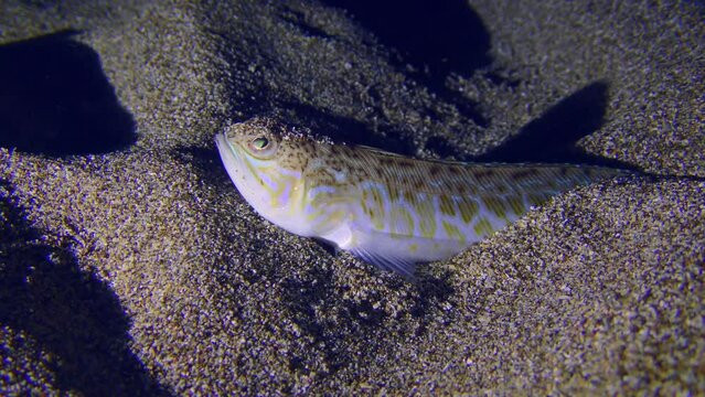 Undersea scene: Greater weever (Trachinus draco) waits for its prey partially buried in the sand, then swims away.