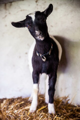 A black and white goat perched on straw bales