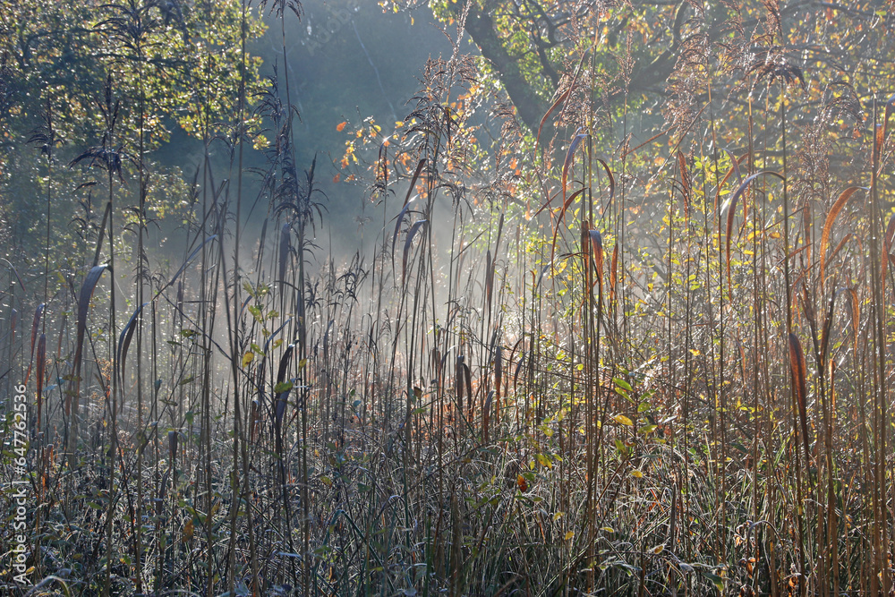 Wall mural Autumn mist in Decoy Country Park, Devon