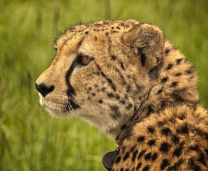 Cheetah, Okonjima, Namibia, Africa.