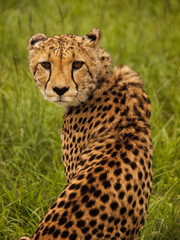 Cheetah, Okonjima, Namibia, Africa.