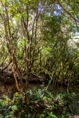 Flora en la isla de la Gomera.