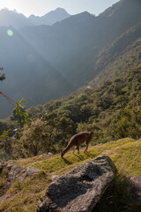 Llama grazing at Machupicchu archaeological site, surrounded by vegetation during sunrise, Sacred Valley, Peru. 