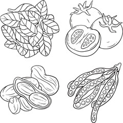 Hand-drawn set of vegetables. Vector sketches. Isolated objects - tomato, pea, herb,green peas white background. Healthy foods.