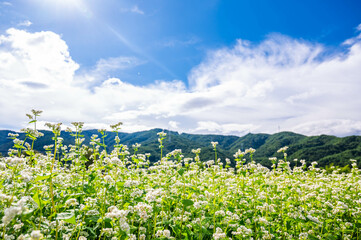 Fototapeta na wymiar 山形村　そばの花が咲く頃