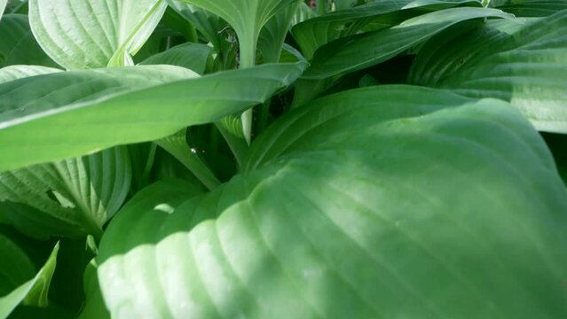 tickets of broadleaf plantain on meadow, macro view, moving shot, amazing beautiful green leaves