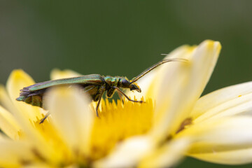 Thick-legged flower beetle (Oedemera nobilis), on Anthemis tinctoria ‘E.C.Buxton’