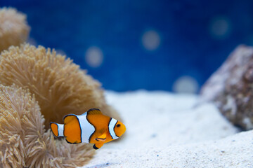 fish in aquarium