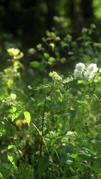 Slow motion,4k footage of flowers blowing in the wind.
Vertical, Motion Background.