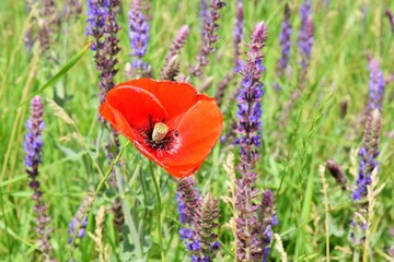 Red poppy flower in a field on a sunny summer day