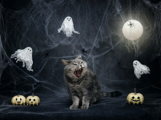 Halloween cat. Scottish angry cat growls on a dark gray background with cobwebs, pumpkin jack, ghosts and a glowing moon. Halloween pets.