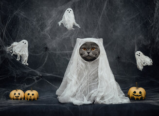 Halloween cat in a ghost costume on dark gray background. British cat in a white sheet with pumpkin...