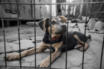 Dog in animal shelter waiting for adoption. Portrait of homeless dog in animal shelter cage.