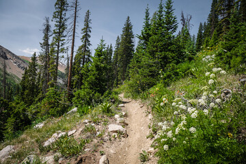 Dirt Trail on pine tree forested hillside near Crested Butte and Aspen Colorado in summer