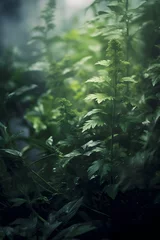 Tuinposter wald natur baum pflanze dschungel tropisch baum © img