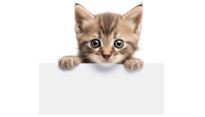 Cute Kitten with Blank Paper for Your Message - Adorable Feline Companion - Generative AI