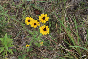 yellow flowers in the grass