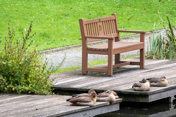 Fototapeta na wymiar wooden bench in the park with ducks in front