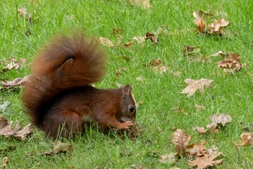 Fototapeta premium squirrel on the grass eating nuts