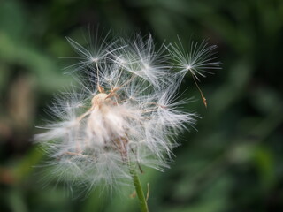SEMILLAS DE DIENTE DE LEÓN CAYENDO 