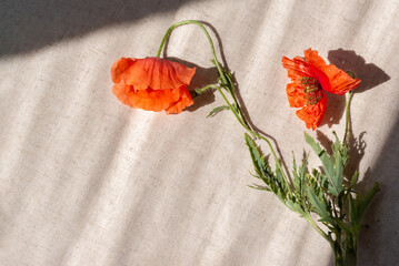 Red wilted poppy flowers on beige linen background with sun light shadows. Memorial, Remembrance,...
