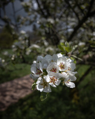 Weiße Blüten an einem Sommertag