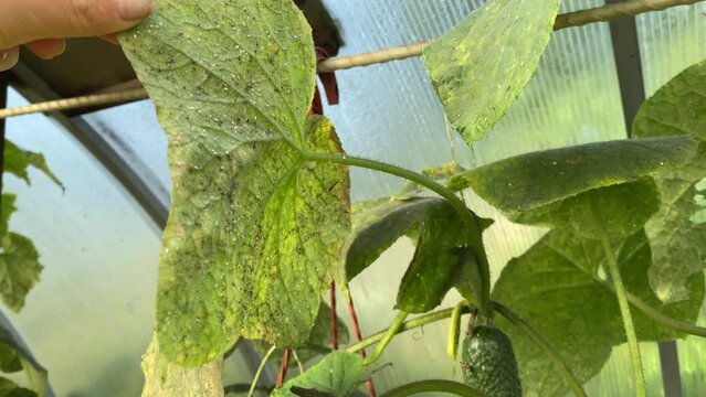 whitefly on a cucumber leaf growing in greenhouse. Garden pests. White flies on the leaves.