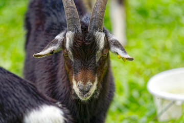 Black, brown and white cute billy goat at meadow at City of Zürich on a cloudy summer day. Photo...