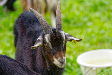 Black, brown and white cute billy goat at meadow at City of Zürich on a cloudy summer day. Photo taken September 14th, 2023, Zurich, Switzerland.