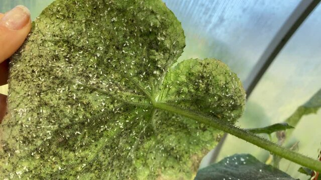 whitefly on a cucumber leaf growing in greenhouse. Garden pests. White flies on the leaves.