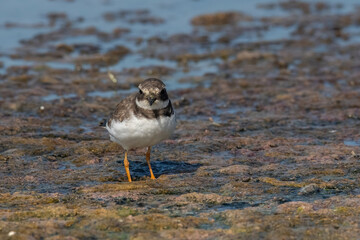 Broad-billed Sandpiper, Limicola or Calidris falcinellus