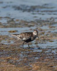 The dunlin (Calidris alpina) catching worms in the water