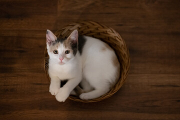 kitten in brown basket 