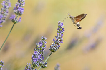 Sfinge del Gallio tra i fiori di lavanda - Macroglossum stellatarum