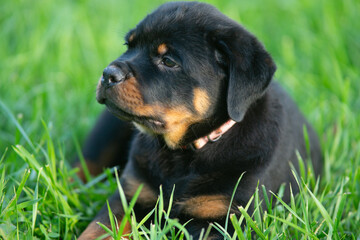 Portrait Of Rottweiler Puppy Dog In Green Grass