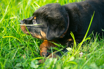 Pet Rottweiler Puppy Dog Playing In Grass